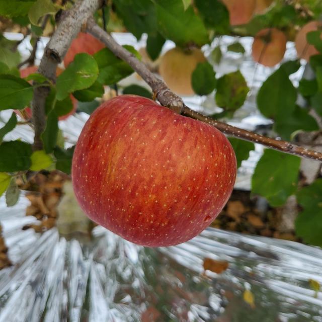 DS-PG2-Apples Object Detection Dataset by manzanas