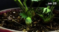 strowberry project thumbnail