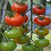 tomato project thumbnail