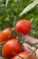 tomato project thumbnail