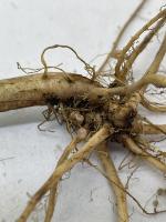 Dataset of bean root nodules project thumbnail