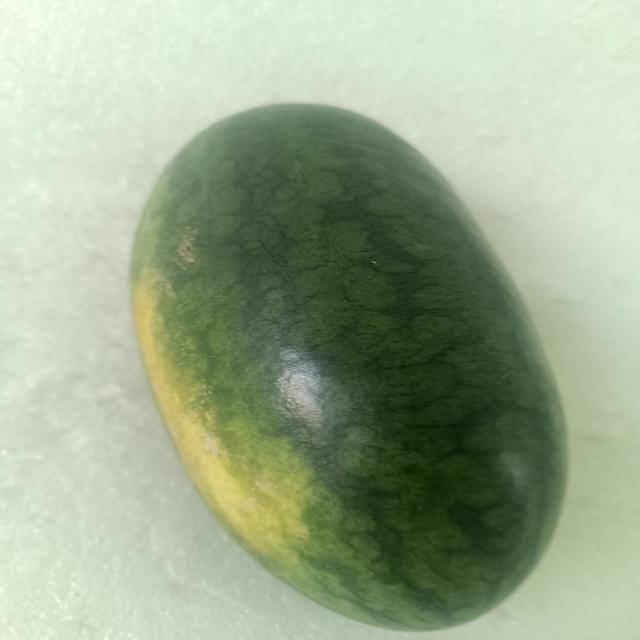 Watermelon (SDC) Object Detection Model by Python Projects