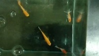 Goldfish detection project thumbnail
