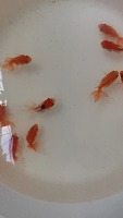 Goldfish Detection project thumbnail