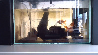 goldfish-acc project thumbnail