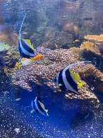 Aquarium project thumbnail