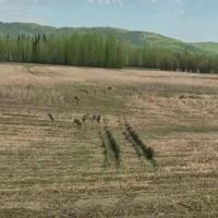 Bird tracking project thumbnail