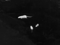 rats project thumbnail
