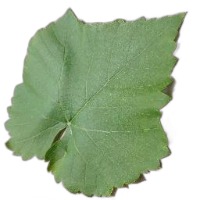 grape-vine-disease-detection-training-mix-of-augmented-and-real-photos-and-testing-same-as-dataset-one-v1 project thumbnail