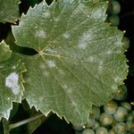 Grape Vine Disease Detection with Real healthy and one type of disease project thumbnail