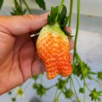 food project thumbnail
