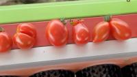 tomato project thumbnail