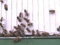 Bee_analytics project thumbnail