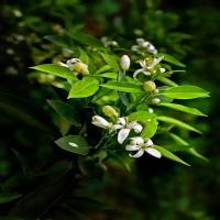flowerAll project thumbnail