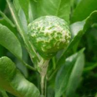 citrusDiseases project thumbnail