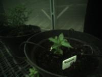 Chilli-3-Variety project thumbnail