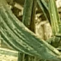 Wheat_Disease project thumbnail