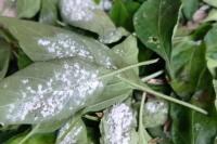 Pest Detection and Trapping project thumbnail