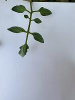leaf detection project thumbnail