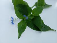 leaf detection project thumbnail