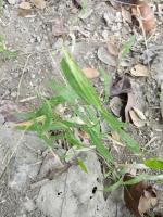 weed detection project thumbnail