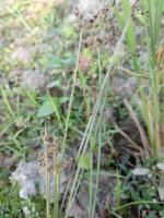 fimbristylis miliacea project thumbnail