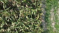 AGRICULTURE project thumbnail