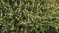 Bulai Jagung project thumbnail