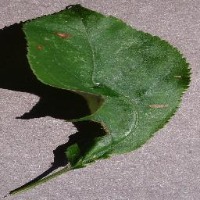 Leaf_Image_Analysis project thumbnail