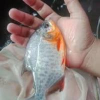 fish2 project thumbnail