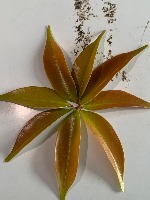 Citra Daun Cipit Merah project thumbnail