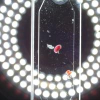 plastic project thumbnail