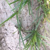 agave_weeding project thumbnail