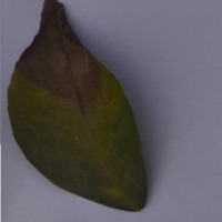 leaf disease project thumbnail