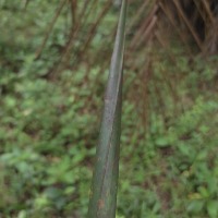 Leaf Nutrient Detection project thumbnail