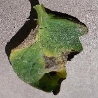 tomato_leaf_disease project thumbnail