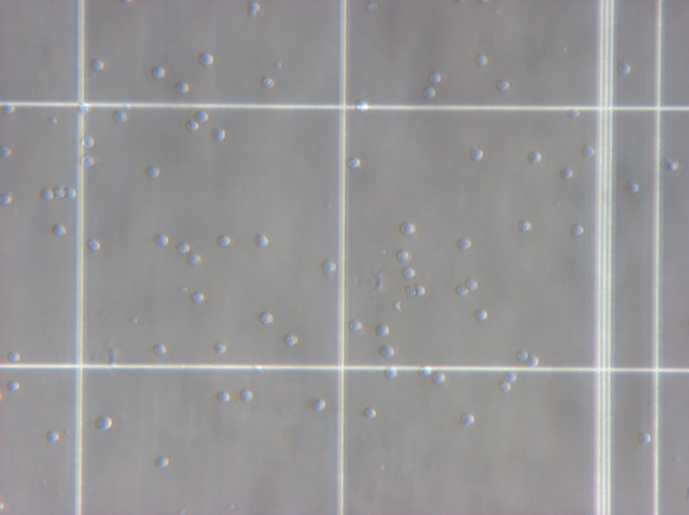 Counting Cell Rx cell-counting Object Detection Dataset by CellCounting