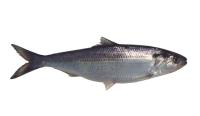 new fish dataset project thumbnail