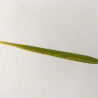 Leaf1 project thumbnail