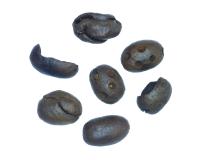 Coffee Bean Quality project thumbnail