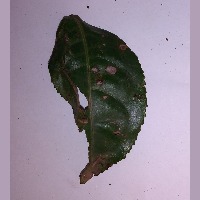 tea project thumbnail