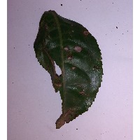 tea disease project thumbnail