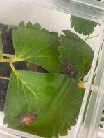 Stink Bugs project thumbnail