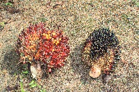 palmfruit ffb project thumbnail