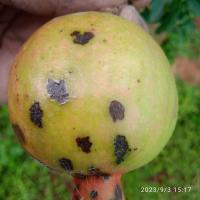 Anthracnose project thumbnail