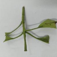 Cutting_Weevil project thumbnail