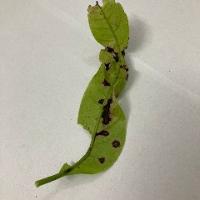 Anthracnose project thumbnail