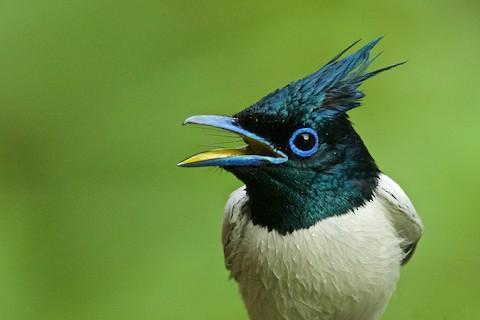 birds Object Detection Dataset by testbirds