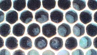 bee_home_quan project thumbnail
