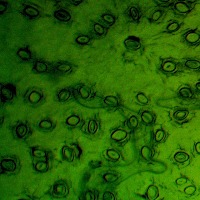 Aglaia cucullata project thumbnail